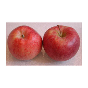 Manzanas frescas, crujientes, dulces y jugosas para exportación, venta al por mayor, supermercados, distribuidores y mercados globales de productos agrícolas - Product Image 3