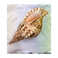 Grande coquille de trompette de triton Charonia Tritonis, coquille de mer antique rare, trompette de triton géante avec prix compétitif 99GD