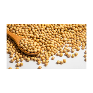 Soja jaune frais de qualité supérieure, biologique, non OGM, riche en protéines, qualité supérieure, Allemagne - Product Image 5