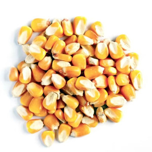 ข้าวโพดเหลืองปลอดจีเอ็มโอขายส่ง ข้าวโพดออร์แกนิกแบบเม็ดแห้ง คุณภาพพรีเมียมสำหรับอาหารสัตว์ อาหารไก่ คุณภาพส่งออก - Product Image 6