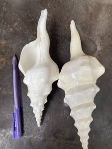 เปลือกหอย Fusinus Undatus สีขาว - เปลือกหอยทะเล ของสะสม เปลือกหอยธีมชายหาด ของตกแต่งคอลเลกชันริมชายฝั่ง ขายส่งจากเวียดนาม - Product Image 4