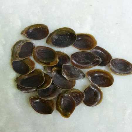 Wholesale Natural Operculum Abalone Sea Shell Beads for Handcraft Necklace Pendants DIY Jewelry Accessories Bracelets