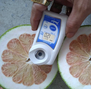 ส้มโอเปลือกเขียวคุณภาพส่งออก ผลิตในเวียดนาม ใช้เนื้อส้มธรรมชาติสำหรับใช้เป็นส่วนผสมและจำหน่ายเพื่อการค้าต่างประเทศ - Product Image 6