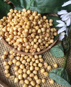 Nuez de loto seca de calidad superior precio barato al por mayor de Vietnam - Product Image 5