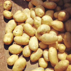 มันฝรั่งสดขายส่ง คุณภาพสูง ราคาถูกต่อตัน ขั้นต่ำ 10 ตัน อายุการเก็บรักษา 4 เดือน - Product Image 6