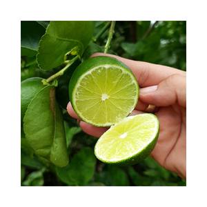 Lima fresca sin semillas de Vietnam/Precio barato FRESH SEEDLESS/Venta al por mayor LIMÓN VERDE Barato Vietnam Proveedor superior 99 Datos de oro - Product Image 6