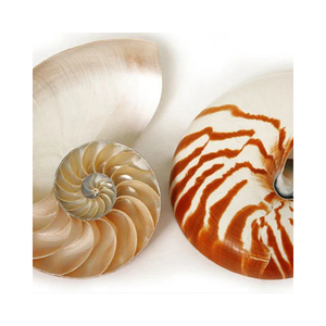 Espécimen de Concha de Cefalópodo con Cámaras Naturales para la Enseñanza de la Biología - Product Image 1