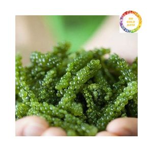 Raisin de mer déshydraté Vente en gros Meilleur prix Utilisation alimentaire - Product Image 6