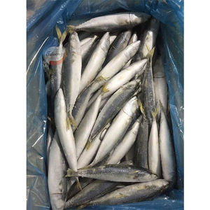 ชุดสุญญากาศปลาแมคเคอเรลแช่แข็งทั้งหมดสำหรับอาหารทะเลแช่แข็งไขมันต่ำ - Product Image 3