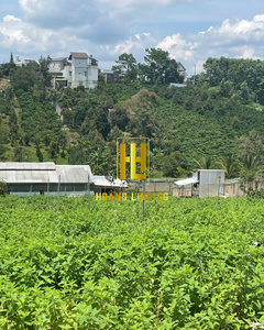 Venta al por mayor de fábrica: Polvo de hoja de hierba gatera seca, juguetes interactivos de hierba gatera para la seguridad de gatos en bolsa OPP de VIETNAM HOANG LINH SG - Product Image 4