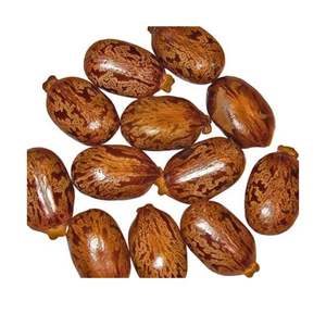 Semillas de ricino de doble lengua de primera calidad para extracción de aceite, Exportación a granel desde la India, 12 meses de vida útil - Product Image 6