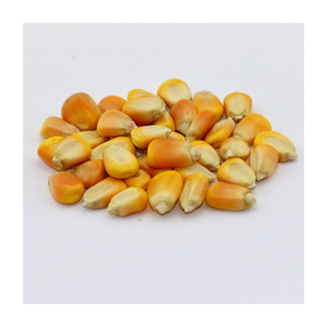 Maíz amarillo de primera calidad listo para exportación y para compradores globales - Product Image 4