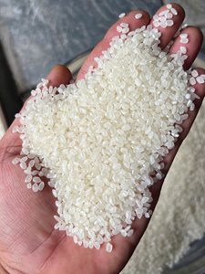 Arroz Japonés Corto Premium para Sushi - Empaque Minorista y a Granel - ODM/OEM Disponible - Proveedor de Arroz a Granel (Joice) - Product Image 3