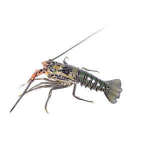 Vente en gros de homard en bambou offert avec une chaîne d'approvisionnement en vrac fiable - Product Image 6