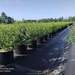 Nông Nghiệp Vườn Ươm Cỏ Dại Hàng Rào Cảnh Quan Vải Nhiệm Vụ Nặng Nề Weed Khối Làm Vườn Mat Bền Weed Kiểm Soát Vải Mat - Product Image 6