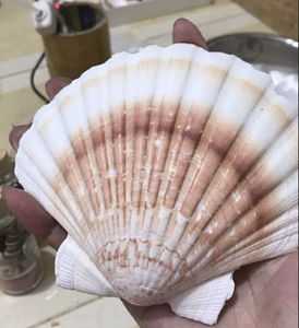 Conchas de vieira ecológicas para decoración | Bordes de corte de alta precisión limpios y pulidos - Product Image 6