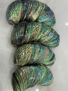 Coquilles d'ormeau de qualité supérieure en vrac du Vietnam prêtes à exporter-Coquille d'ormeau de haute qualité pour la décoration, designs uniques - Product Image 3