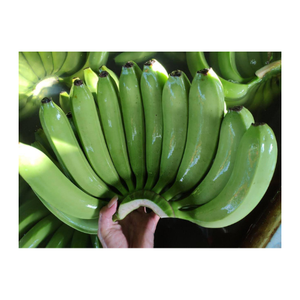 กล้วย Cavendish สด 100% - ขายส่งกล้วย cavendish / กล้วย bocadillo ส่งออกทั่วโลกตั้งแต่ 99GD - Product Image 3