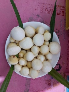 TENDANCE CHAUDE 2023 GROS FRAIS ET DÉLICIEUX NOIX DE COCO POUR MANGER DE LA FERME BLEU LOTUS VIETNAM - Product Image 4