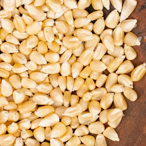 Premium Sweet Dried White Corn Maize Animal Feed Grade High Quality Natural White Maize Wholesale Deals <b>For</b> <b>Sale</b> - Product Image 1