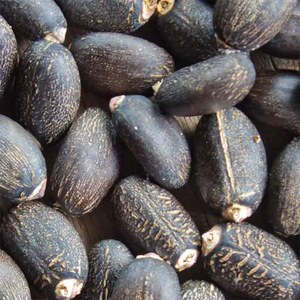 Semences de jatropha de qualité supérieure pour la production de biocarburants et l'approvisionnement en vrac agricole provenant d'un exportateur de confiance sans OGM - Product Image 6