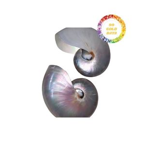 Concha decorativa disponible a gran precio Producto de calidad de 99 Gold Data - Product Image 3