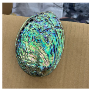 Authentic <b>Abalone</b> <b>Shell</b> Highly Polished Stunning Colors Used for Inlay Artwork Accessories and Display Pieces - Product Image 6
