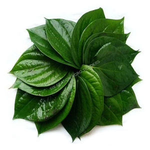Feuilles de Paan Vertes Naturelles de Qualité Supérieure pour l'Exportation, Feuilles de Bétel Fraîches du Bangladesh, Qualité Export en Gros, Fournisseur Mondial avec MOQ - Product Image 1