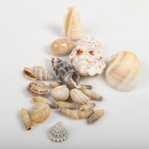 Conchas de Capiz naturales para la decoración costera de la playa conchas oceánicas de lujo varios colores conchas marinas - Product Image 3