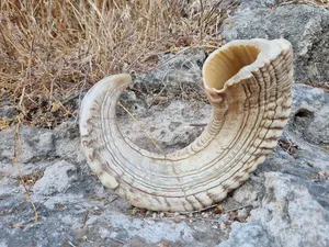 Par de cuernos largos decorativos de alta calidad hechos a mano con patrón único para estilo de cabaña y cabaña a precio mayorista - Product Image 6