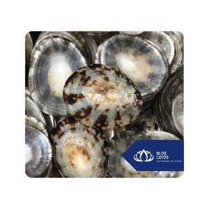 Coquille de limpet de haute qualité, utilisée pour la décoration et les projets d'artisanat, utilisée pour la vente en gros au Vietnam - Product Image 1