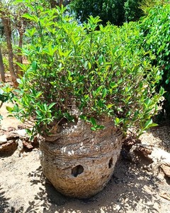 Grandes árboles bonsái de Baobab de 20 a 100 años (huile baobab, feuille) - Product Image 3