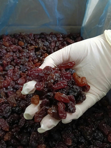 Pasas o uvas secas Vietnam Fruta fresca cosechada Pasas naturales o uvas secas para restaurantes Mercados minoristas y de exportación - Product Image 6