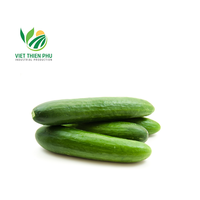 Frische Gurke bereit für den Einsatz aus Vietnam Single Herbs & Spices