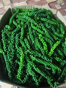 พริกไทยเขียวสดจากเวียดนาม คุณภาพพรีเมียม สำหรับการส่งออก ขายส่ง ผู้ซื้อทั่วโลก - Product Image 2