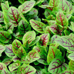 Rumex Sanguineus 100% Naturel Décoratif Savoureux Perpétuel avec Beta-Carotène, Forme de Feuille - Product Image 6