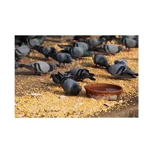 Hochwertige Tiernahrung Bird Seed Feeder Pigeon Food Natural Mix Seed zum Großhandels preis