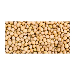 价格便宜的非转基因大豆/优质非转基因黄色大豆优质非转基因大豆