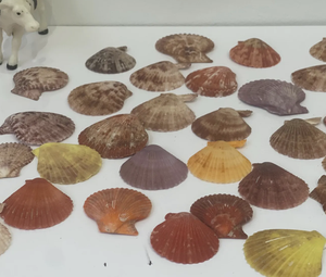 Coquille de pétoncle de style côtier pour affichage de buffet Décoration cadeau d'événements alimentaires et présentation culinaire - Product Image 4