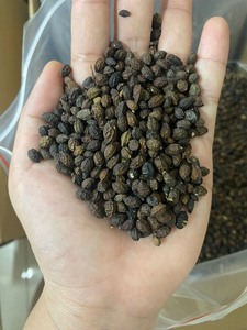 2024 VENDEUR CHAUD GRAINES DE PAPAYE SÉCHÉES DE HAUTE QUALITÉ DU VIETNAM À L'ALLEMAGNE ÉTATS-UNIS MARCHÉ MS AMELIA HUYNH + 84855014447 AU MEILLEUR PRIX - Product Image 2