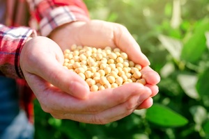 High Quality <b>Soybean</b> / Soya Bean for Sale Sprouting Yellow <b>Soybean</b> NON GMO Bulk Pack Organic Dried High Protein 25kg - Product Image 2