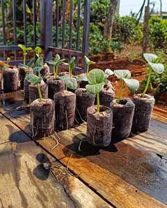 Pellets de tourbe de coco pour l'ensemencement et la croissance des plantes de haute qualité - Product Image 4