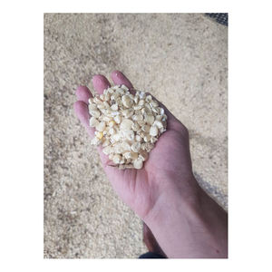 Maïs blanc et maïs blanc séché à l'air, vente à l'exportation - Product Image 5