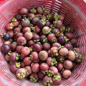 Mangosteen fresco | 100% Fruta orgánica al por mayor de Vietnam | El mejor precio y alta calidad - Product Image 1