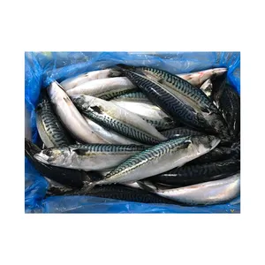 冷冻鲭鱼/太平洋/印度/大西洋鲭鱼具有竞争力的价格。