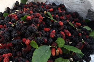 MÛRIES SÉCHÉES BIOLOGIQUES/ANTI-INFLAMMATOIRE/ÉTIQUETTE PROPRE/À BASE DE VÉGÉTAL - Product Image 2