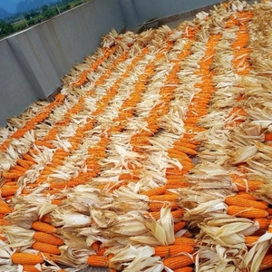 Maíz seco más vendido, estilo rústico, para uso decorativo, ideal para exhibiciones con temática agrícola y presentaciones visuales, Vietnam - Product Image 6