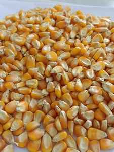 Suministro de Alto Volumen de Maíz Dorado Natural para Alimentación de Ganado y Capacidades de Almacenamiento Seguro a Largo Plazo para Operaciones de Exportación - Product Image 4