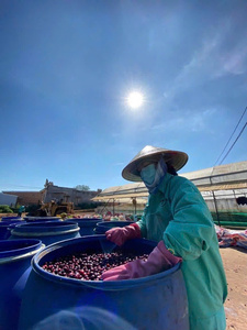 ถั่วเขียวโรบัสต้า S18เกรดสุก95% เวียดนามมีการสั่งแบบมีตำหนิต่ำ Moisture12.5 % - Product Image 6