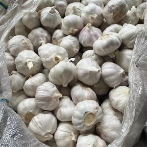 Compre ajos frescos al por mayor de primera calidad con entrega rápida a precios económicos Ajo fresco de granja de alta calidad disponible - Product Image 1